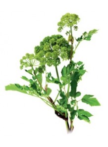 angelica seed oil