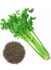 celery seed oil