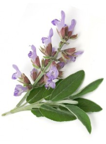 clary sage oil