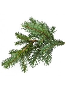 fir needle oil (Canada)