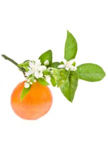 Orange Blossom (Flower) Absolute