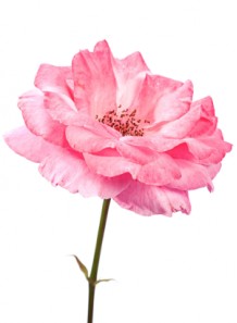 rose absolute (rosa damascena) bulgaria