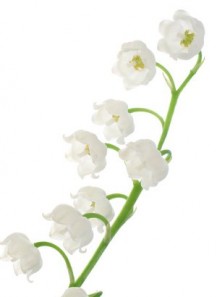 BeScents M (Lily of the valley)